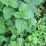 Lantana canescens Лист