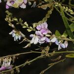 Desmodium cajanifolium Λουλούδι