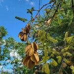 Combretum molle Fruit