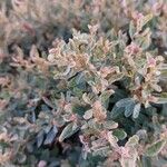 Atriplex semibaccata Blad