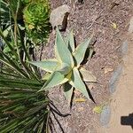 Agave guiengola Hoja
