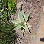 Agave guiengola Blad