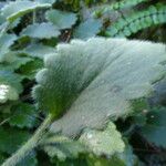 Saxifraga hirsuta Hoja