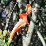 Tecomaria capensis Blüte