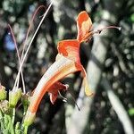 Tecoma capensis Blomma