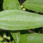 Smilax domingensis Folha