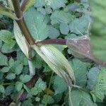 Angelica sylvestris പുറംതൊലി