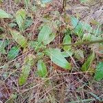 Succisa pratensis Hoja