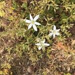 Ornithogalum divergensFlor