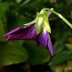 Viola striata Kwiat