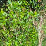 Strychnos henningsii Blatt