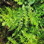 Osmunda regalis Hábitos