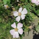 Rosa micrantha Květ