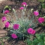 Dianthus gratianopolitanus عادت داشتن