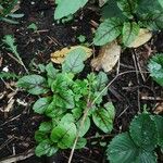 Rumex sanguineus Leaf