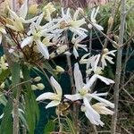 Clematis armandi Flor