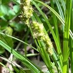 Carex sparganioides পাতা