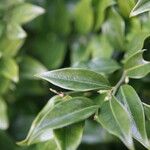 Sarcococca pruniformis Fuelha