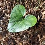 Asarum caudatum Kabuk