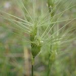 Aegilops geniculata 花