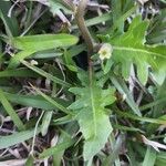 Oenothera laciniata Leaf