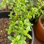 Lippia micromera Leht