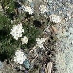 Achillea erba-rotta Квітка