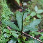 Pseudelephantopus spicatus Flower