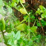 Spermacoce exilis Ŝelo
