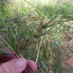 Themeda quadrivalvis Liść