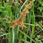 Schoenoplectus tabernaemontani Blüte