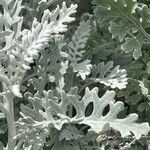 Jacobaea maritima Folha