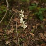 Cephalanthera austiniae ᱛᱟᱦᱮᱸ