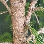 Picea omorika പുറംതൊലി