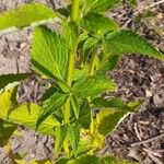 Agastache rugosa Blatt