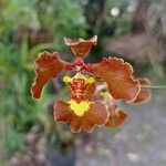 Gomesa imperatoris-maximiliani Floare