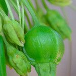 Tacca leontopetaloides ফল