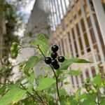 Solanum scabrum 果実