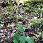 Pyrola minor Leaf