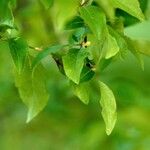 Prunus japonica Altul/Alta