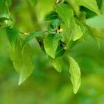 Prunus japonica その他の提案