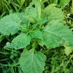 Solanum americanumLeaf