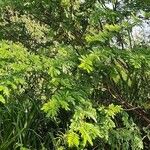 Mimosa tenuiflora 葉