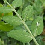 Lathyrus oleraceus Folla