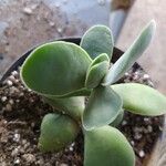Crassula cotyledonis Leaf