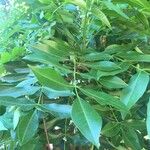 Ekebergia capensis Φύλλο