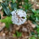 Rhododendron trichostomum Ďalší