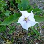 Datura stramoniumBlomma