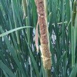 Typha latifoliaКветка