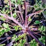 Ranunculus sardous Leaf